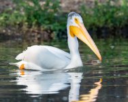 PelicanFishCatch-306.jpg