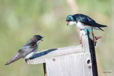 Swallows-304.jpg