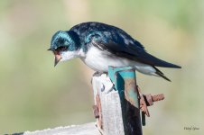 Swallows-305.jpg