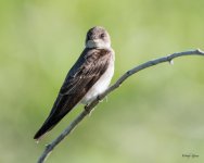 Swallows-300.jpg