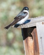 Swallows-301.jpg