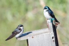 Swallows-302.jpg