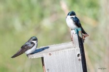 Swallows-303.jpg