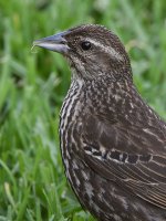 Blackbird.jpg