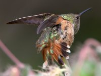 Hummer34.jpg