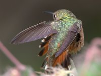 Hummer35.jpg