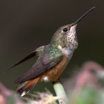 Hummer36.jpg