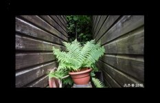 Fern between the sheds.jpg