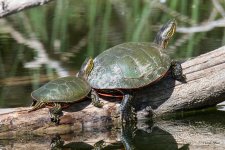 Turtles-322.jpg