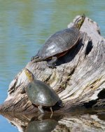 Turtles-320.jpg