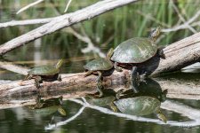 Turtles-321.jpg