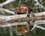 Turtles-324.jpg