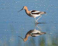 Avocet-300.jpg