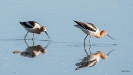 Avocet-301.jpg