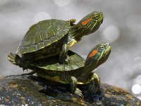 Turtles2.jpg