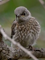 Bluebird4.jpg