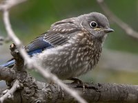 Bluebird6.jpg