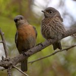 Bluebird8.jpg