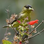 Goldfinch2.jpg