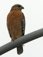 Hawk2.jpg