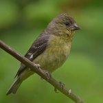 Goldfinch.jpg