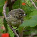 Goldfinch2.jpg