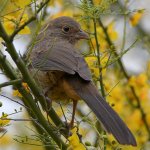 Towhee2.jpg