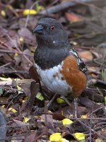 Towhee4.jpg