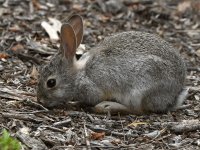 Rabbit.jpg