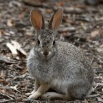 Rabbit3.jpg
