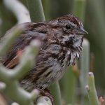 Sparrow3.jpg