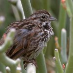 Sparrow4.jpg
