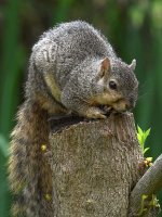 Squirrel4.jpg