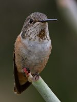 Hummer4.jpg