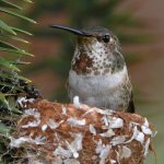 Hummer7.jpg