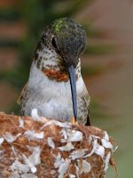 Hummer9.jpg