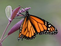 Monarch3.jpg