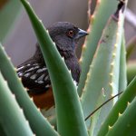 Towhee7.jpg