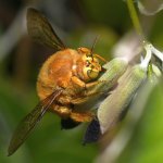 Bee.jpg