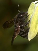 Bee5.jpg