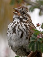 Sparrow5.jpg
