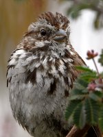 Sparrow7.jpg