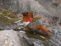 Hummer2.jpg