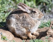 Rabbit-330.jpg