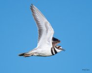 KilldeerFlight-300.jpg