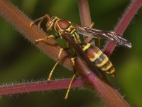 Wasp.jpg