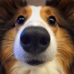 snoot.jpg