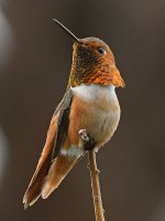 Hummer4.jpg