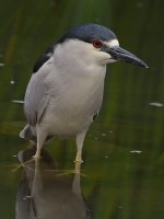 BCNH.jpg