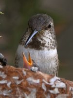 Hummer4.jpg